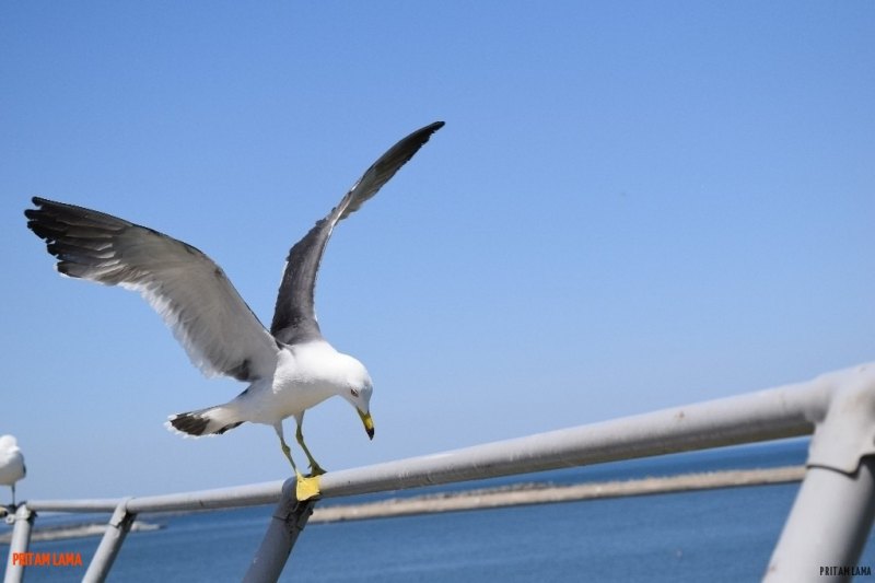 sanriku-geopark-japan - sanriku-8.jpg